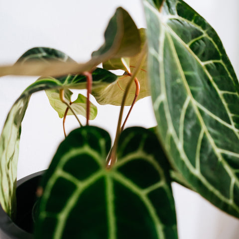 Anthurium Botanic - variação 08