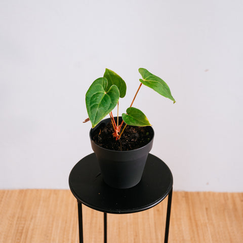 Anthurium Papillilaminum x Sanguíneum