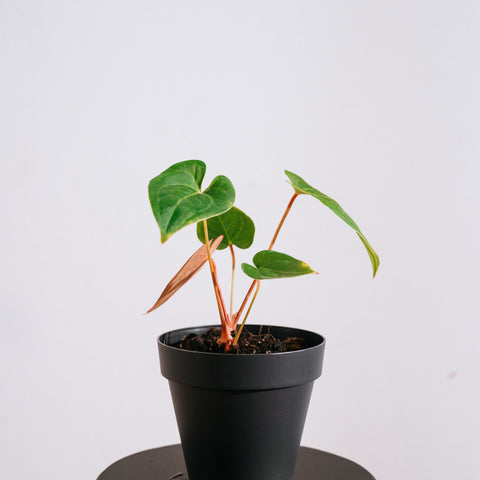 Anthurium Papillilaminum x Sanguíneum