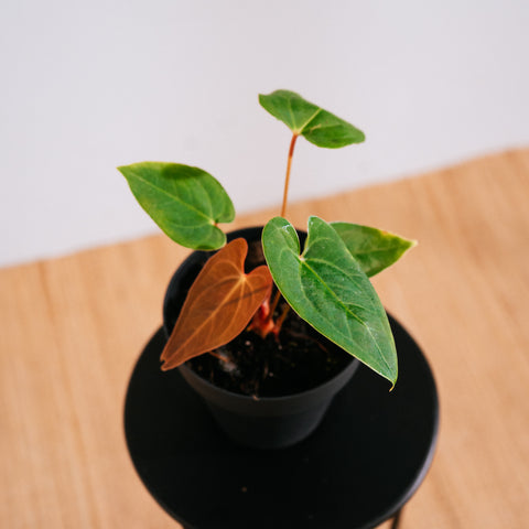 Anthurium Papillilaminum x Sanguíneum