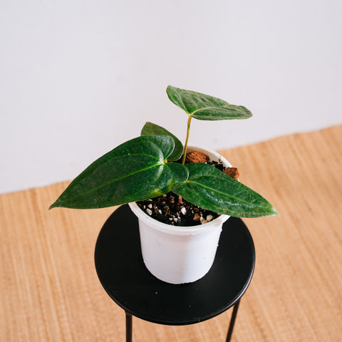 Anthurium magnificum x veitchii
