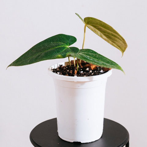 Anthurium magnificum x veitchii