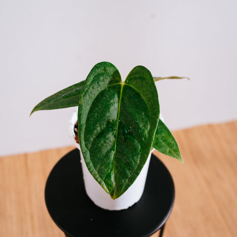Anthurium magnificum x veitchii