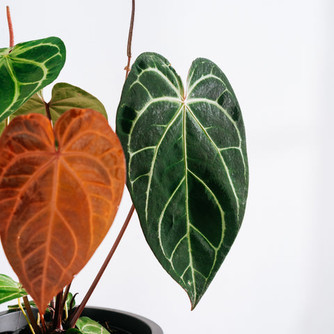 Anthurium Botanic - variação 01
