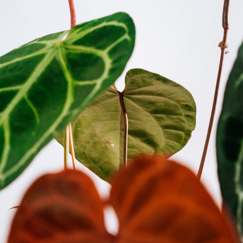 Anthurium Botanic - variação 01