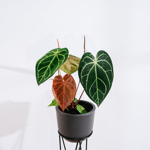 Anthurium Botanic - variação 01