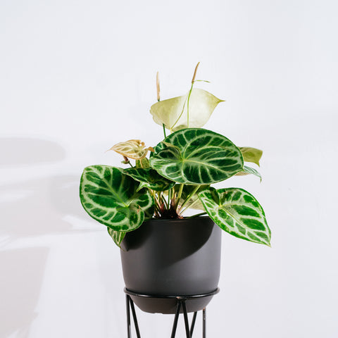Anthurium Botanic - variação 02
