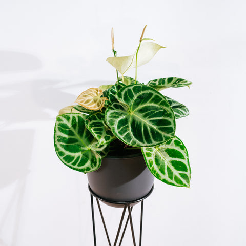 Anthurium Botanic - variação 02