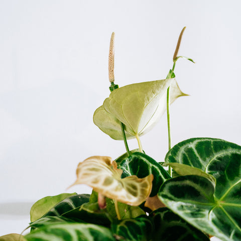 Anthurium Botanic - variação 02