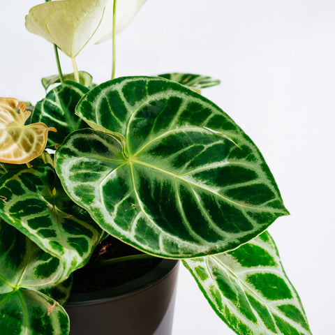 Anthurium Botanic - variação 02