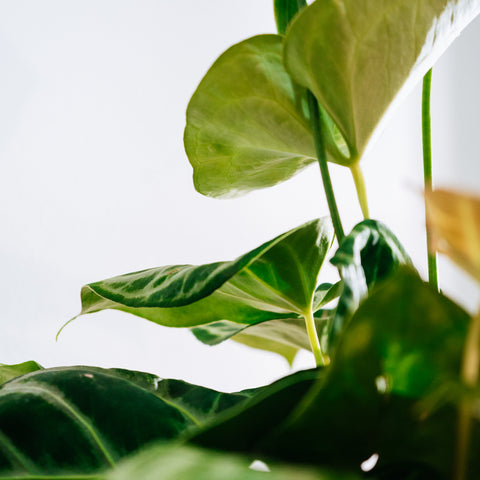 Anthurium Botanic - variação 02