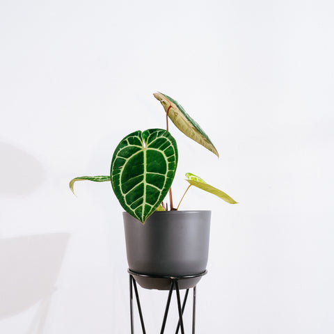 Anthurium Botanic - variação 03
