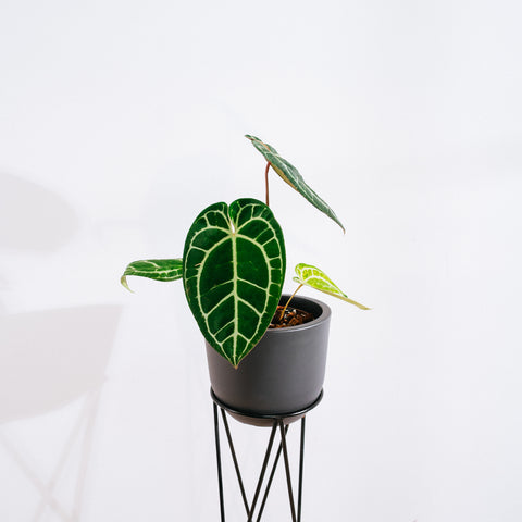 Anthurium Botanic - variação 03