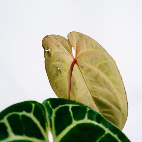 Anthurium Botanic - variação 03