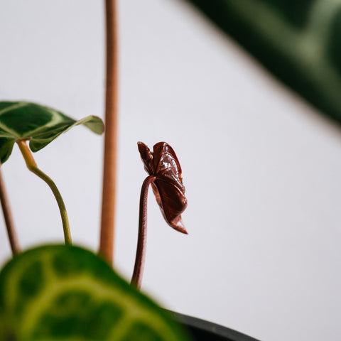 Anthurium Botanic - variação 03