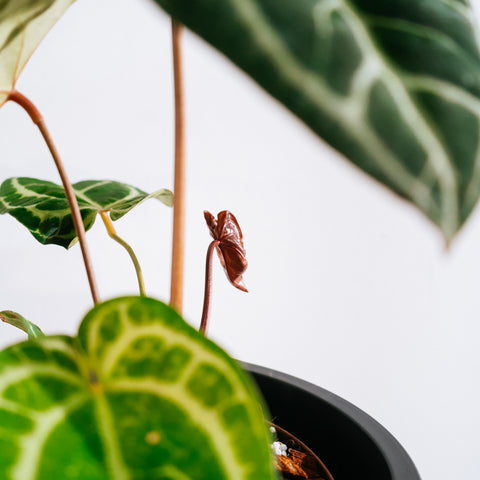 Anthurium Botanic - variação 03