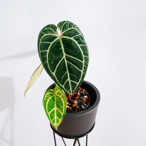 Anthurium Botanic - variação 03