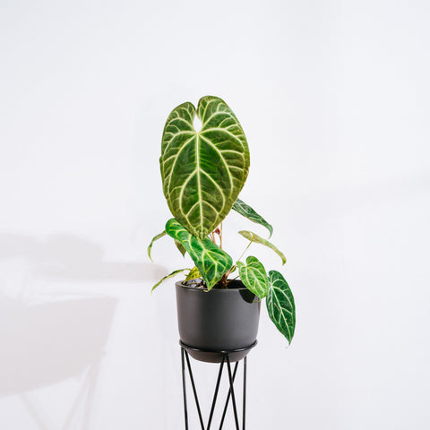 Anthurium Botanic - variação 04