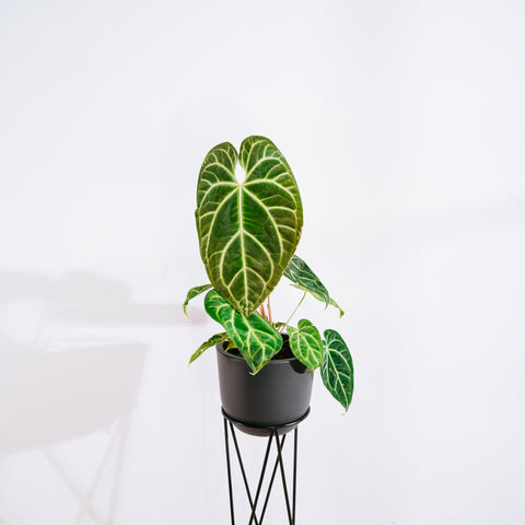 Anthurium Botanic - variação 04