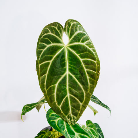 Anthurium Botanic - variação 04