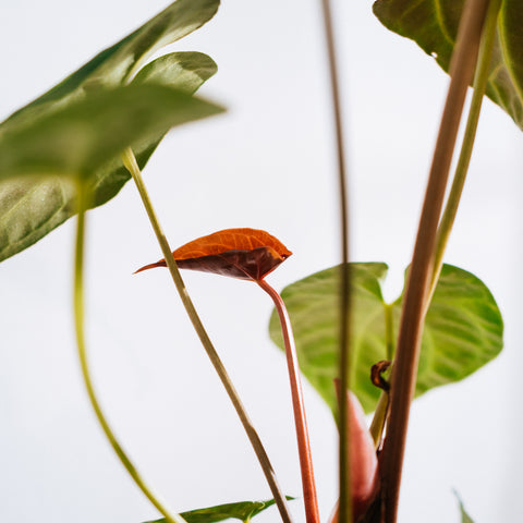 Anthurium Botanic - variação 04