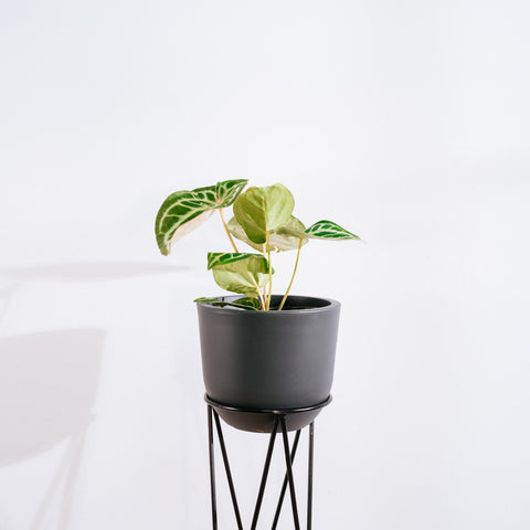 Anthurium Botanic - variação 05