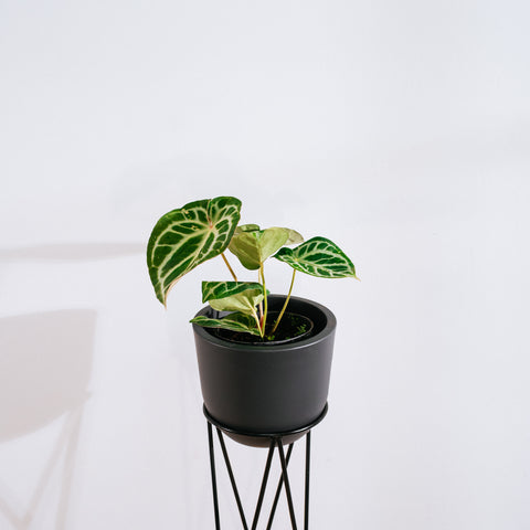 Anthurium Botanic - variação 05