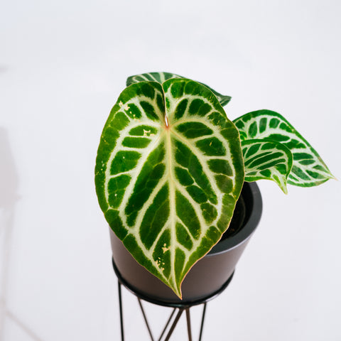 Anthurium Botanic - variação 05