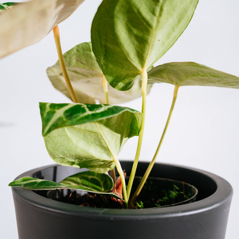 Anthurium Botanic - variação 05