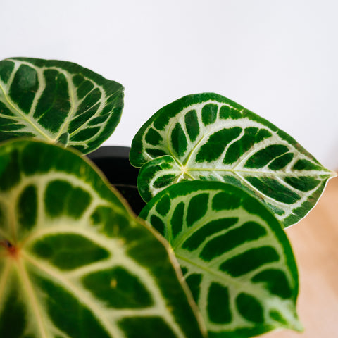 Anthurium Botanic - variação 05