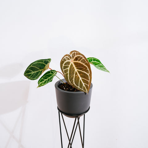 Anthurium Botanic - variação 06