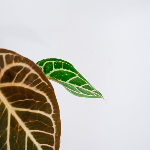 Anthurium Botanic - variação 06