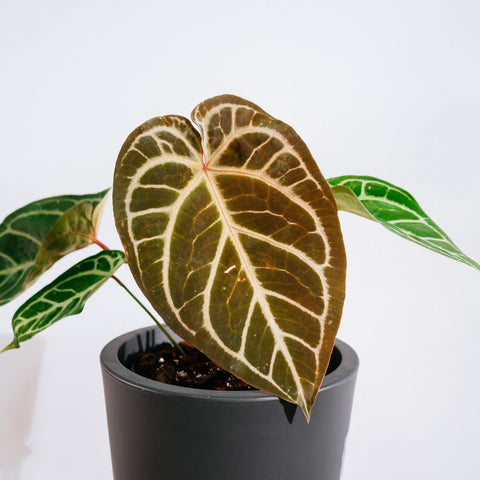 Anthurium Botanic - variação 06