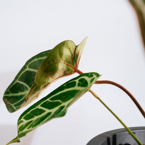Anthurium Botanic - variação 06