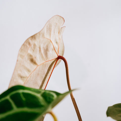 Anthurium Botanic - variação 07