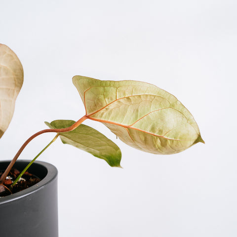 Anthurium Botanic - variação 07