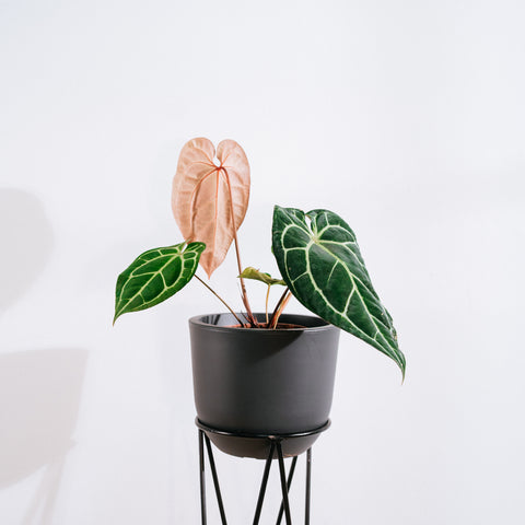 Anthurium Botanic - variação 07