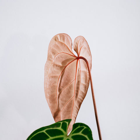 Anthurium Botanic - variação 07