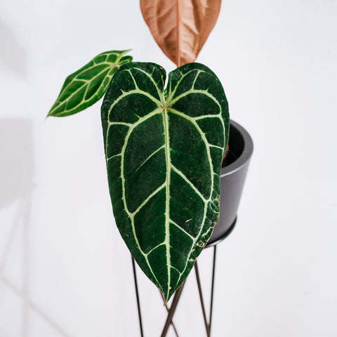 Anthurium Botanic - variação 07