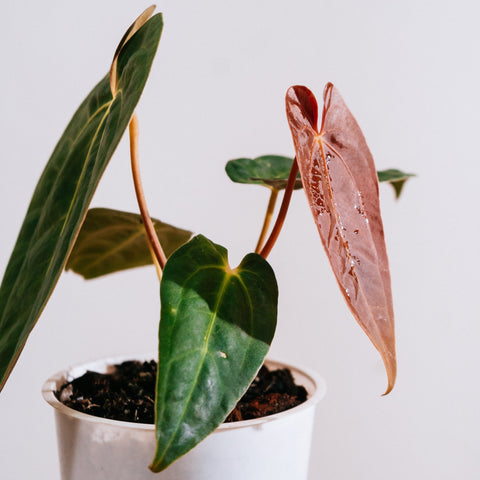 Anthurium Papillilaminum 'self'