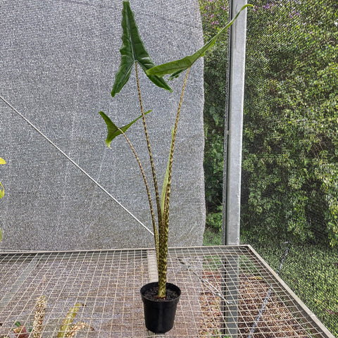 Alocasia 'Tigrina Superba'