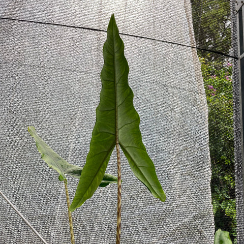 Alocasia 'Tigrina Superba'