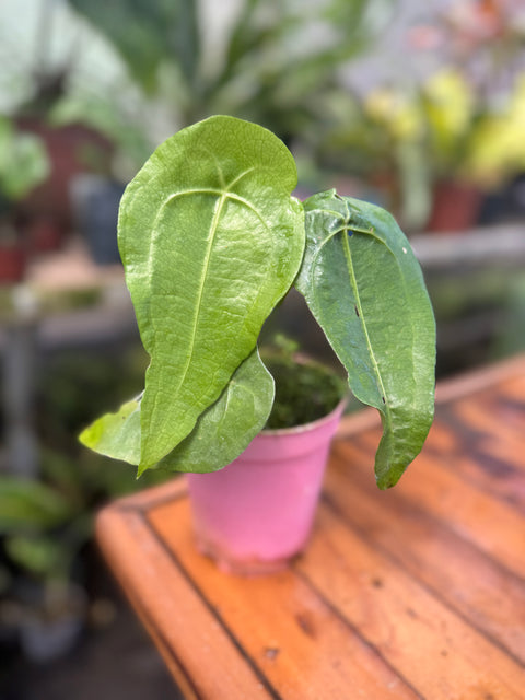 Anthurium sp. Peltado Brasil (Anthurium kollmanii) - pequeno