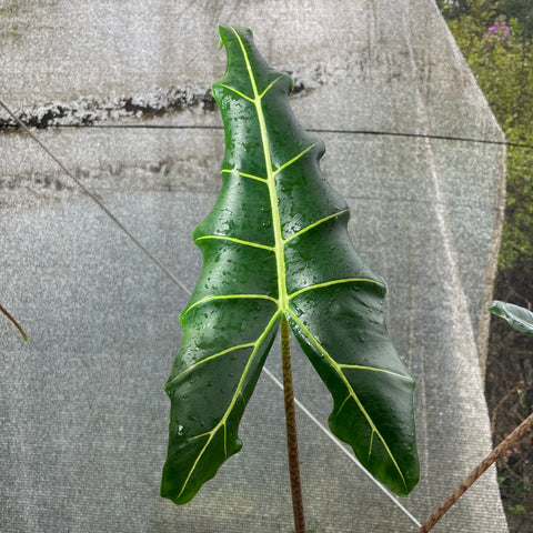 Alocasia sarian M
