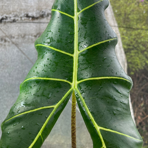 Alocasia sarian M