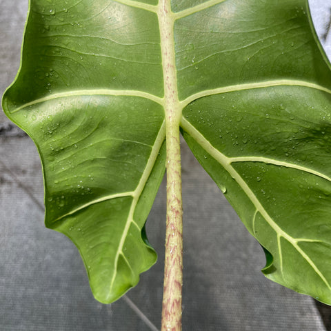 Alocasia sarian M