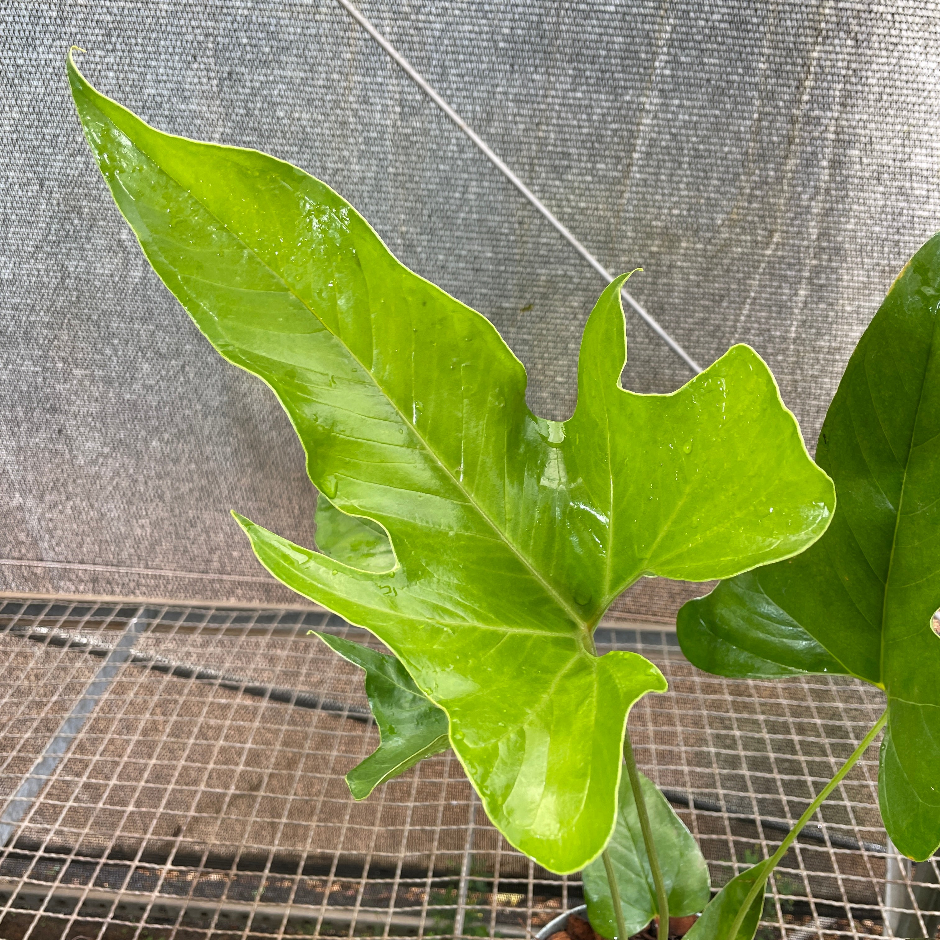 120 pedatum ペダタム　アンスリウム　Anthurium Anthurium pedatum – Entre Raízes Botânica