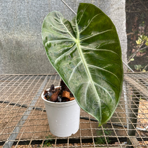 Alocasia Baginda 'pink dragon'