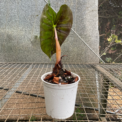 Alocasia Baginda 'pink dragon'