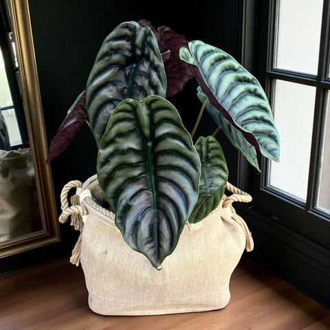 Alocasia Cuprea + Cesta Lude Zand